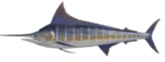Blue Marlin Fish Expensive ACNH