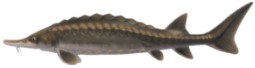 Sturgeon Fish Expensive ACNH