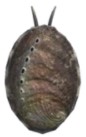 Abalone
