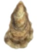 Oyster