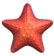 Sea Star