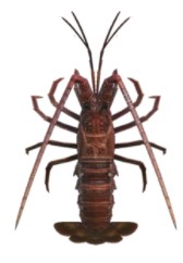Spiny Lobster1