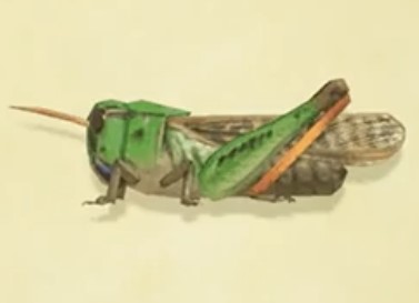 Migratory Locust ACNH