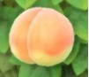 Peach acnh