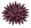 Sea Urchin