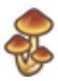 Skinny Mushroom