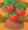 Tomatoes
