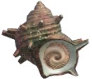 Turban Shell ACNH