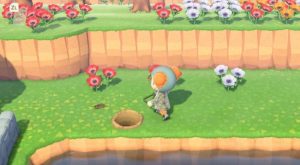 Catch a Mole Cricket ACNH