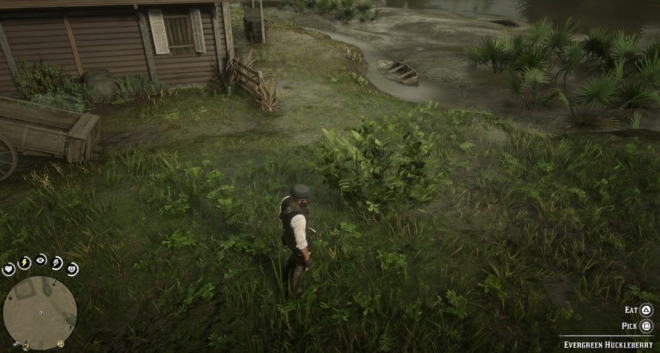 RDR2 Online Where to Find Evergreen Huckleberry Location