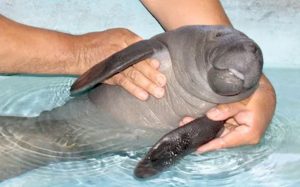 baby manatee