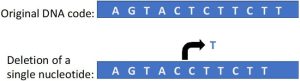 A Single Nucleotide Deletion during DNA Replication
