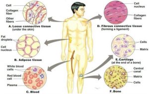 Check The Functions of Connective Tissue