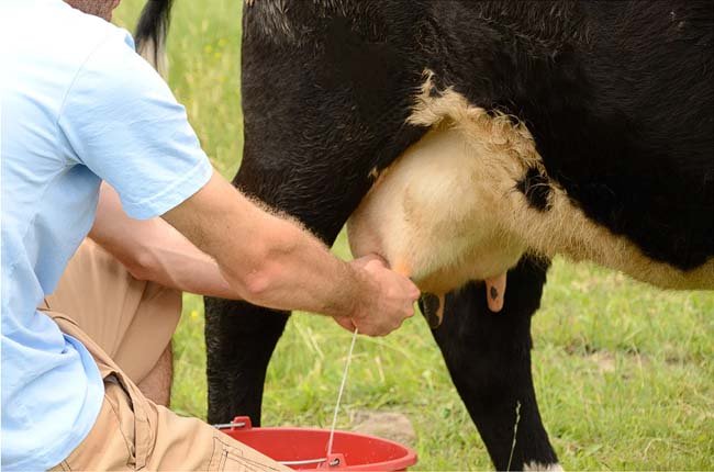 Milking Someone Else’s Cows (Texas)