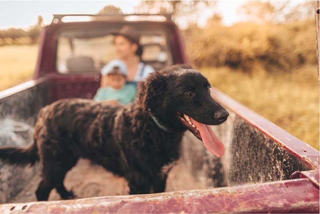 Placing Animals in the Back of Open Vehicles (Alaska)