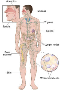 The Immune System Works