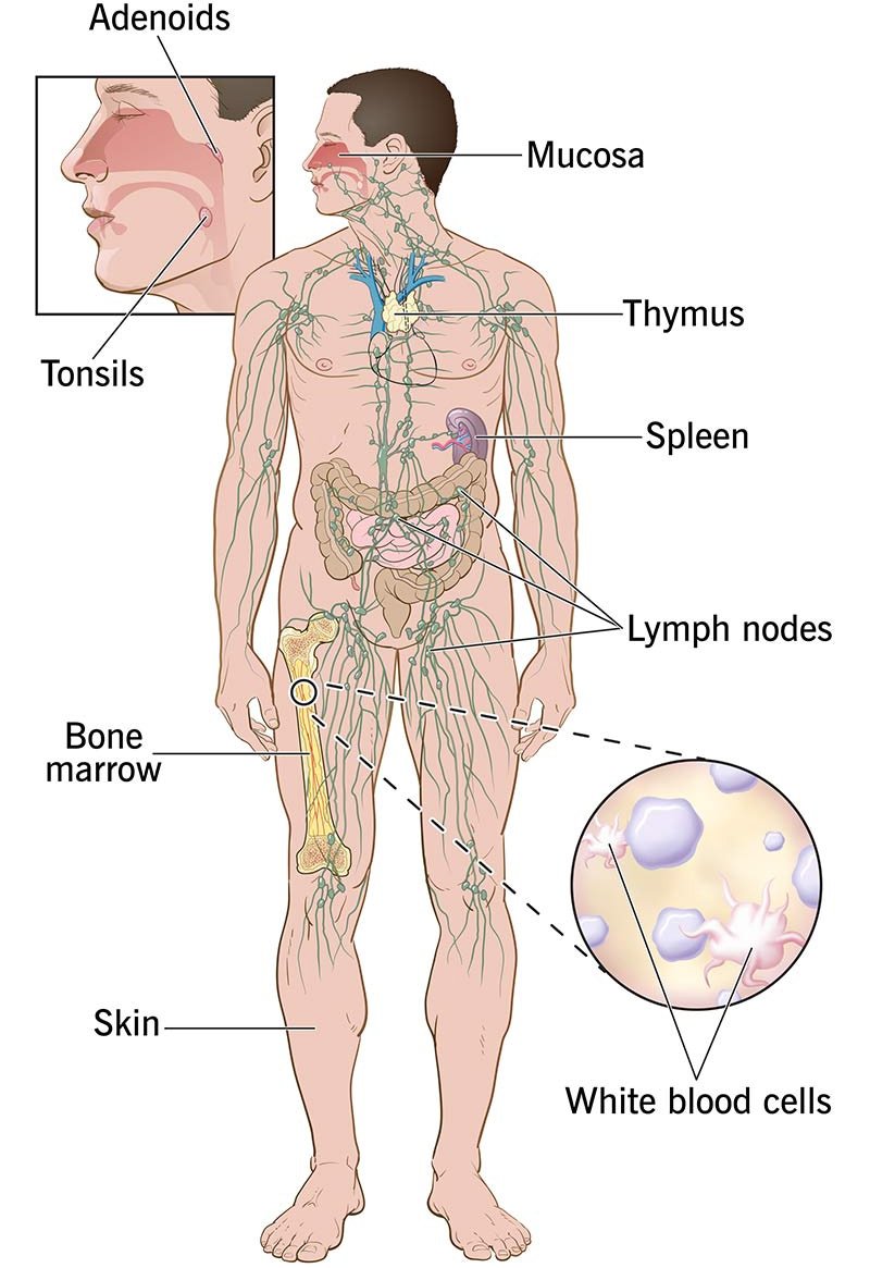 The Immune System Works