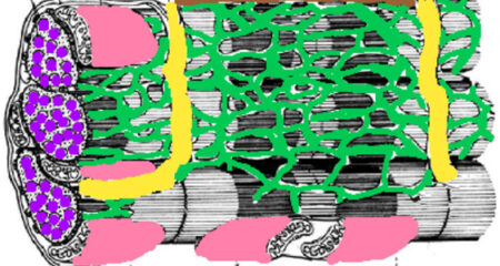 Sarcomere Coloring Answer Key 1