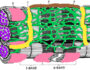 Sarcomere Coloring Answer Key 1