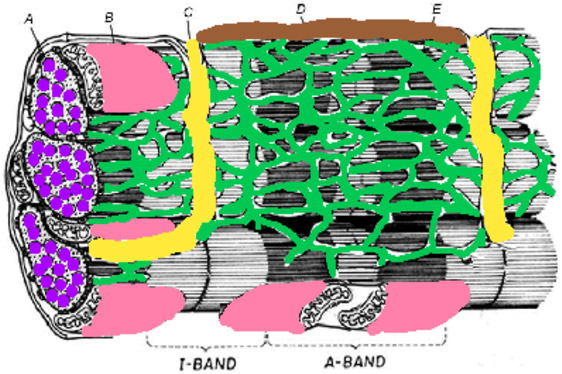Sarcomere Coloring Answer Key 1