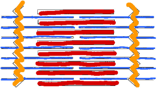 Sarcomere Coloring Answer Key 2