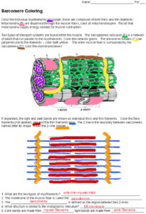 Sarcomere Coloring Answer Key 1